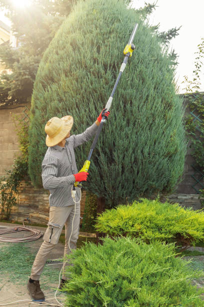 Best Tree Trimming and Pruning  in Conrad, MT